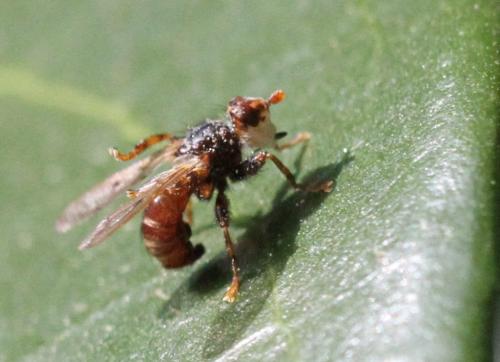 Myopa testacea
